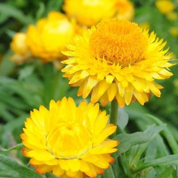 Golden Yellow Strawflower Seeds | Non-GMO Helichrysum bracteatum for Borders & Cut Flowers | 100-2000 Seeds