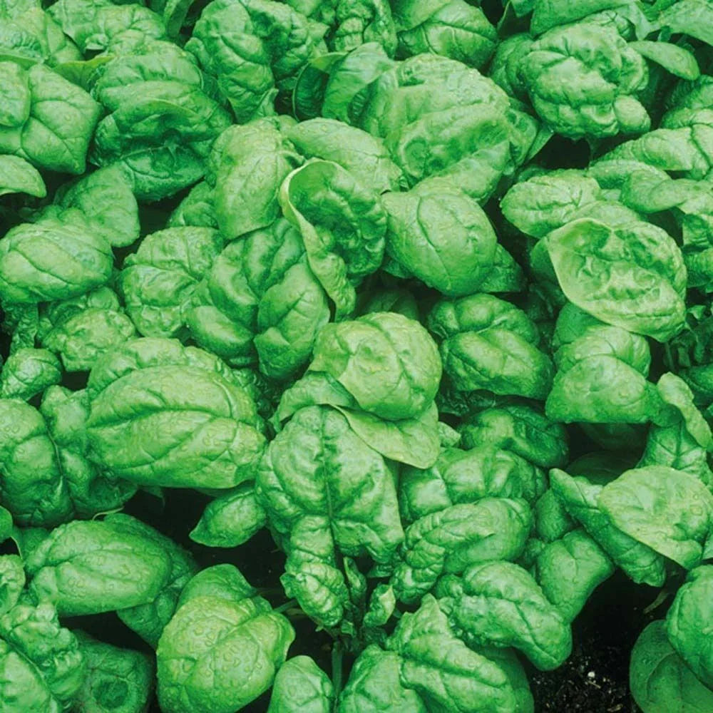 Spinach Seeds Bloomsdale Heirloom Dark Green Vegetable Garden Seeds 100+ Spinacia oleracea