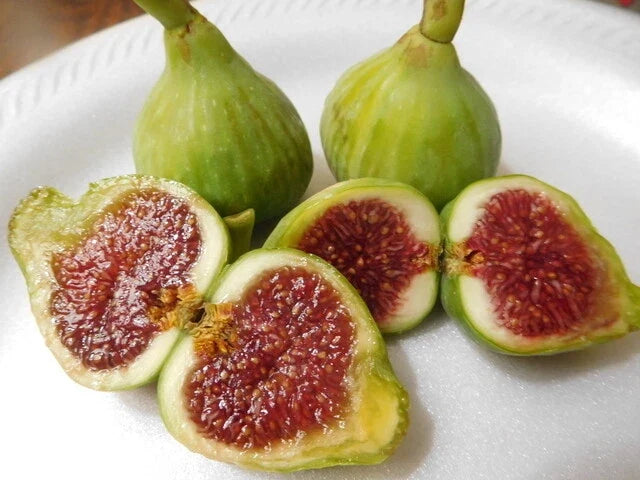 Fig Tree Cuttings 15 Vasillika Sika Ficus carica Propagation for Rooting and Gardening