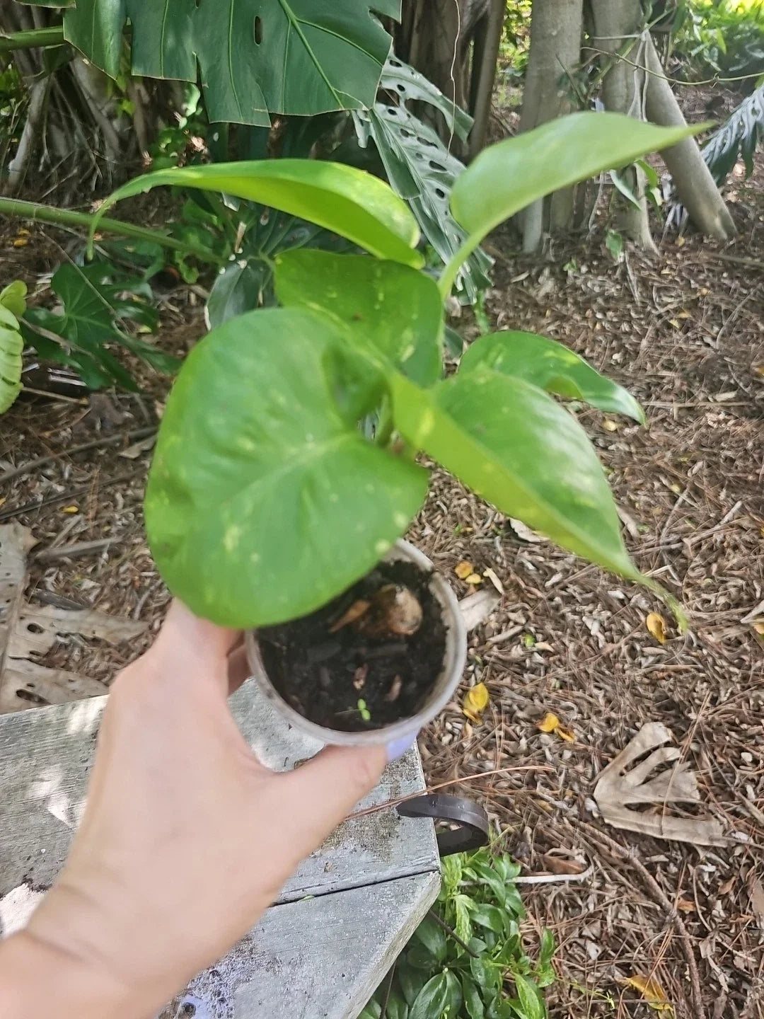 Giant Variegated Golden Pothos Plant 3" Pot Climbing Epipremnum aureum Indoor Houseplant