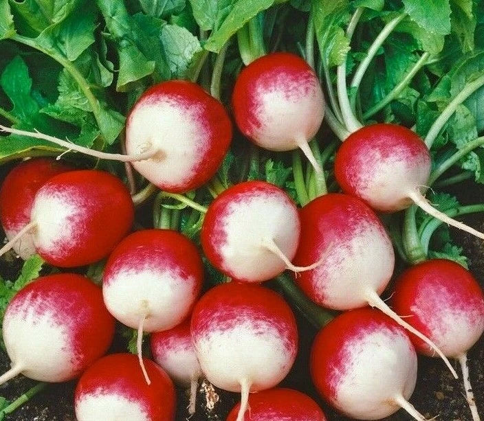 Radish Seeds 200+ Sparkler Variety Quick Harvest Raphanus sativus