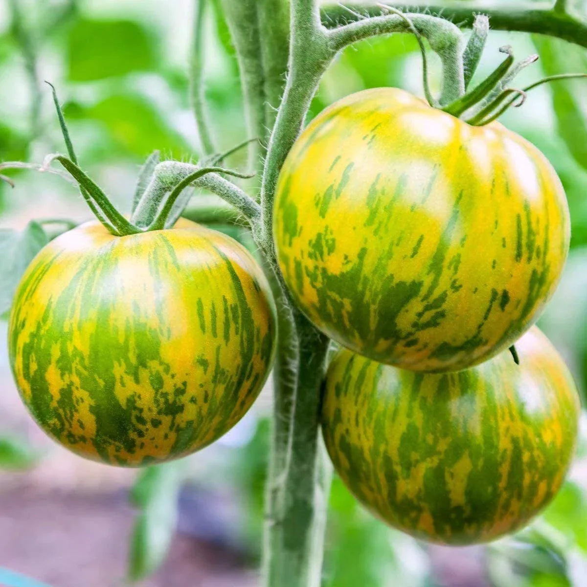 Green Zebra Tomato Seeds - 30 Count Non-GMO Heirloom Solanum lycopersicum