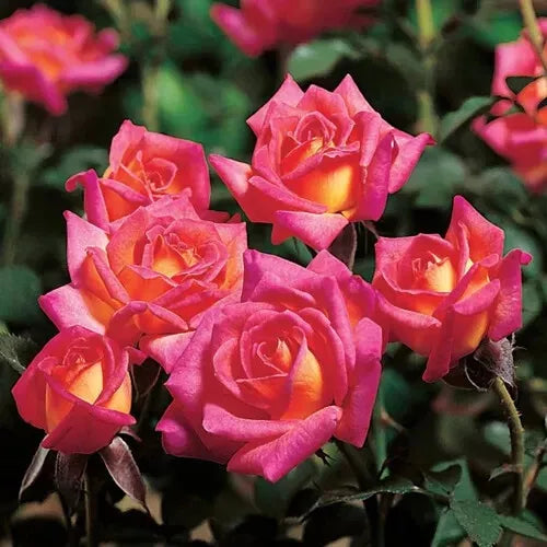 Hot Tamale Miniature Rose Cuttings - 3 Fresh Unrooted Stems, Rosa spp.