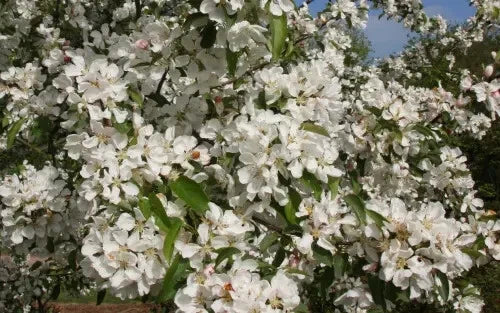 Donald Wyman Crabapple Seeds - 25 Pack for Garden Planting - Malus 'Donald Wyman' - USA Grown, Hardy, Flowering, Fruitful