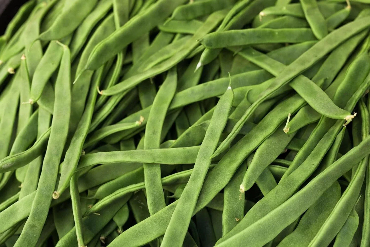 Romano Pole Bean Seeds - Qing Bian Variety, Phaseolus vulgaris, Climbing Green Beans, 20 Seeds