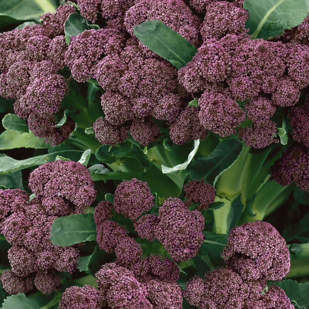 Broccoli Purple Sprouting Seeds - 1000 Count Non-GMO Brassica oleracea var. italica for Winter Harvesting