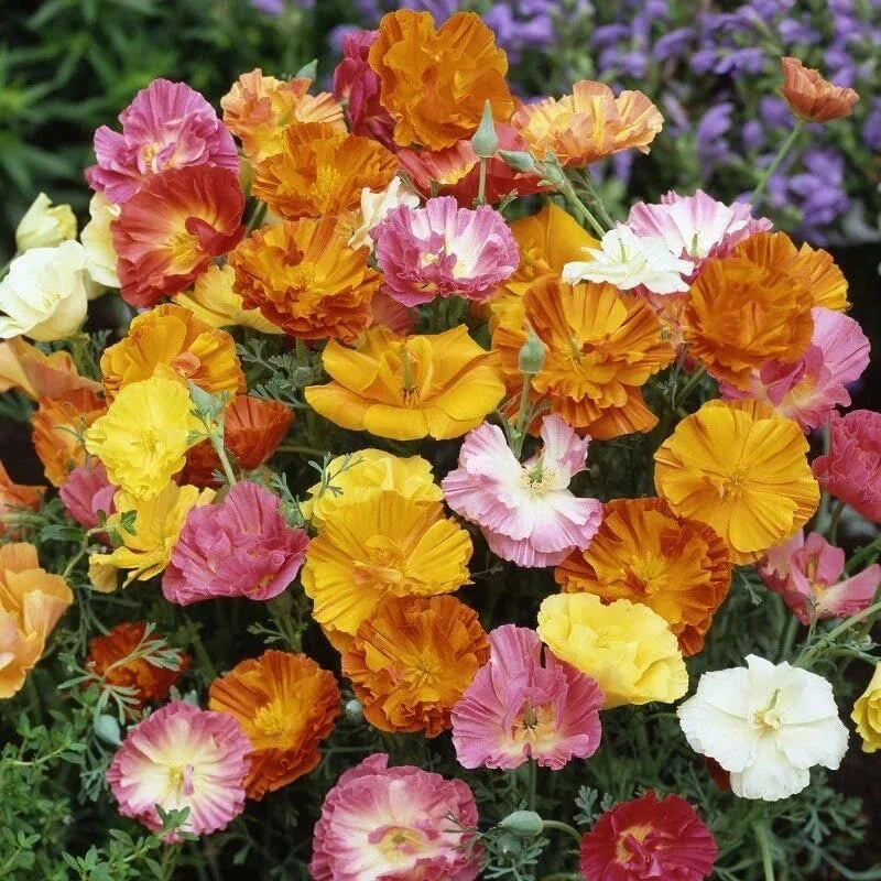Poppy Flower Seeds 50 Count Ballerina Mix - Papaver rhoeas