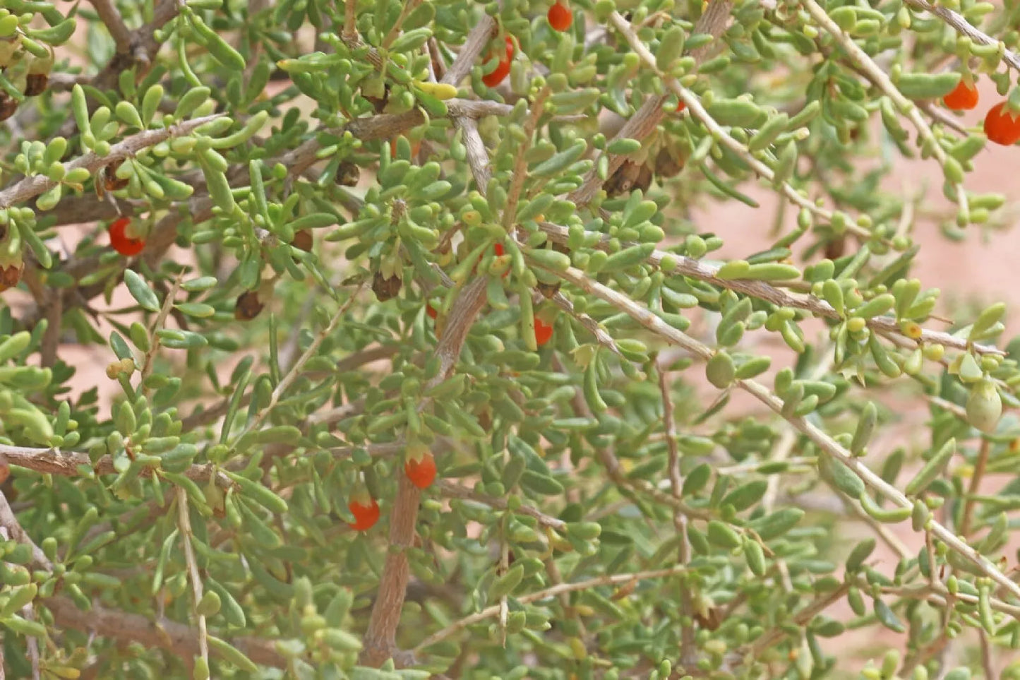 Desert Tomato Seeds 50+ Pack Lycium andersonii Drought-Tolerant Perennial Shrub for Xeriscaping & Pollinators