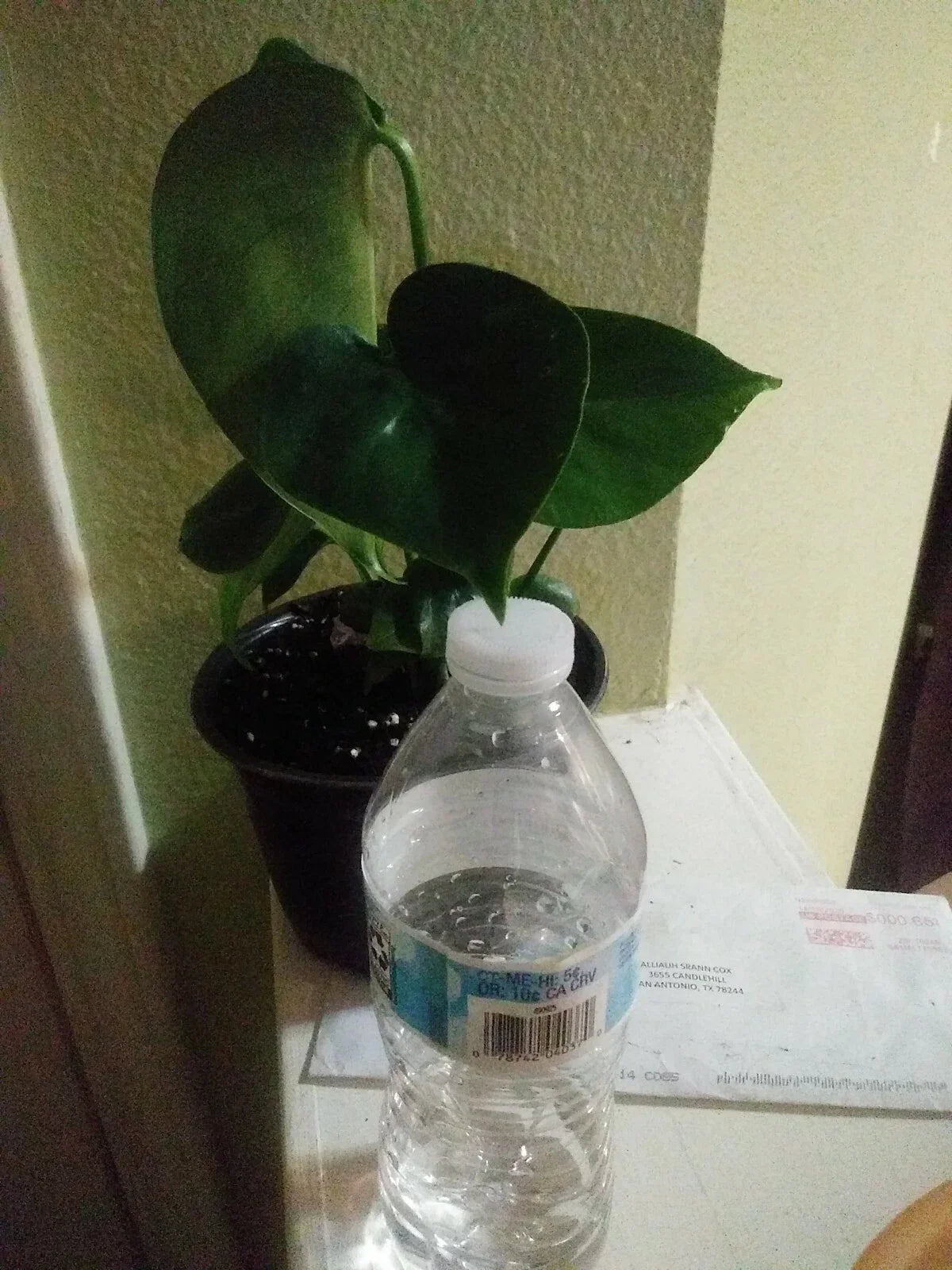 Philodendron Monstera 6 Inch Pot - Tropical Indoor Houseplant with Green Split Leaves