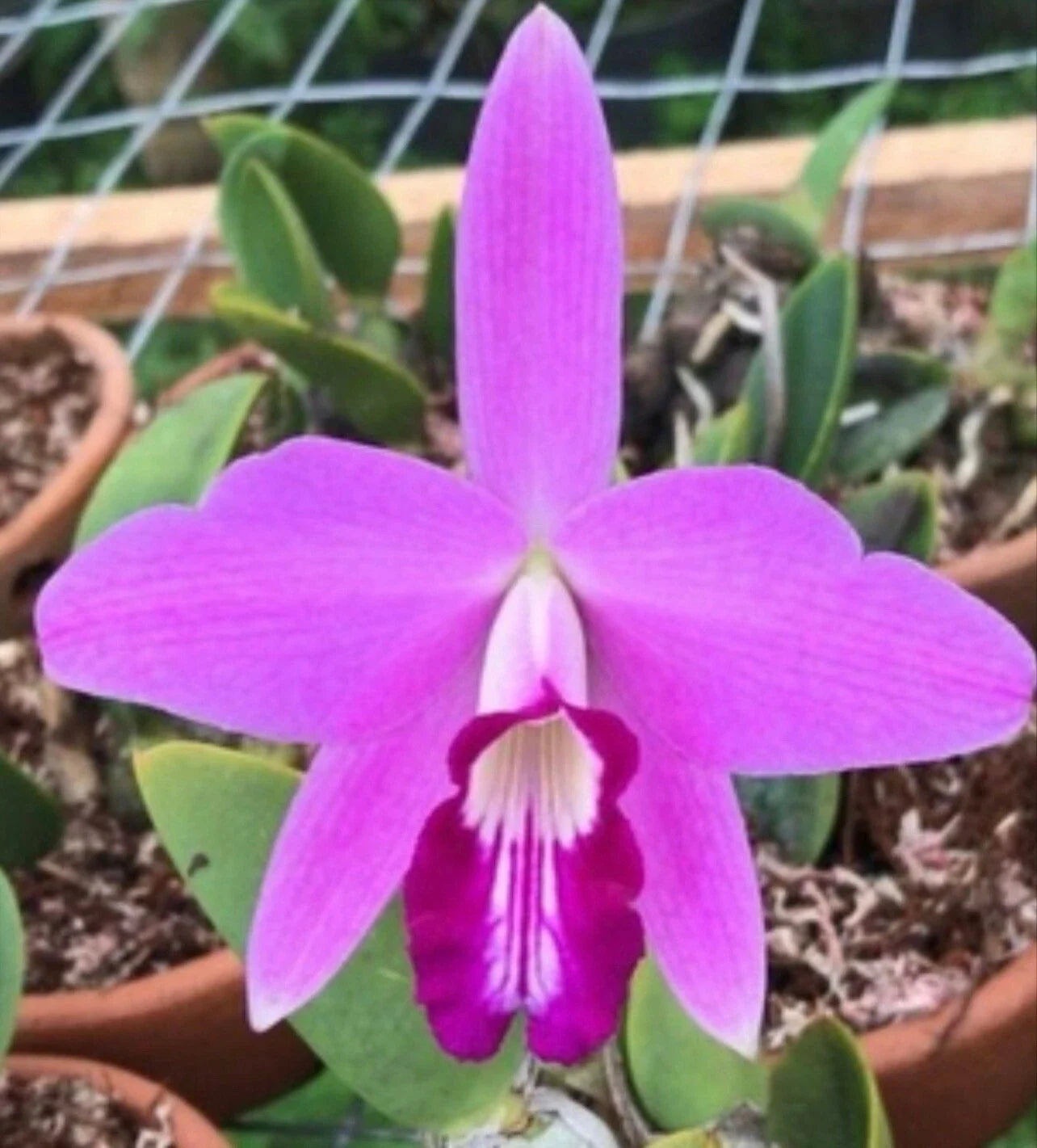Bare Root Orchid Laelia sincorana - Exotic Flowering Plant with Purple & White Blooms, Imported Orchid for Home & Garden