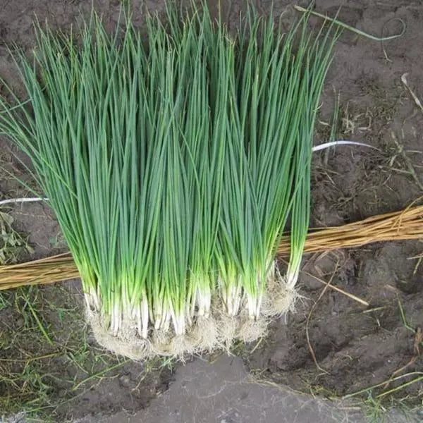 White Lisbon Bunching Onion Seeds - Heirloom Non-GMO Scallions, Allium fistulosum