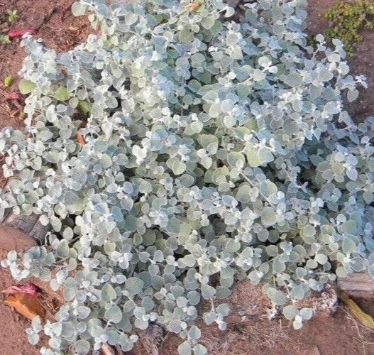 Helichrysum Silver Mist Seeds - Drought Tolerant Perennial Flower Seeds for Gardens, Helichrysum bracteatum