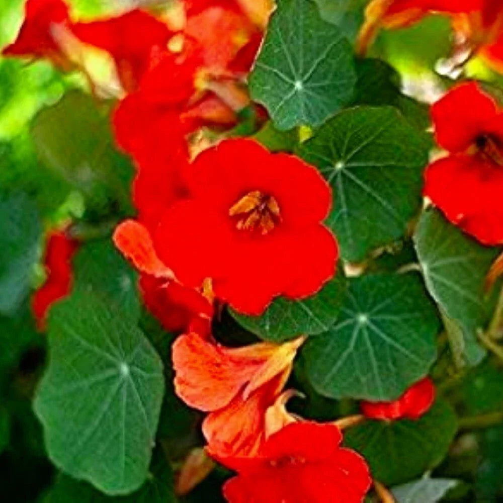 Nasturtium Flower Seeds Empress of India | NON-GMO Tropaeolum majus