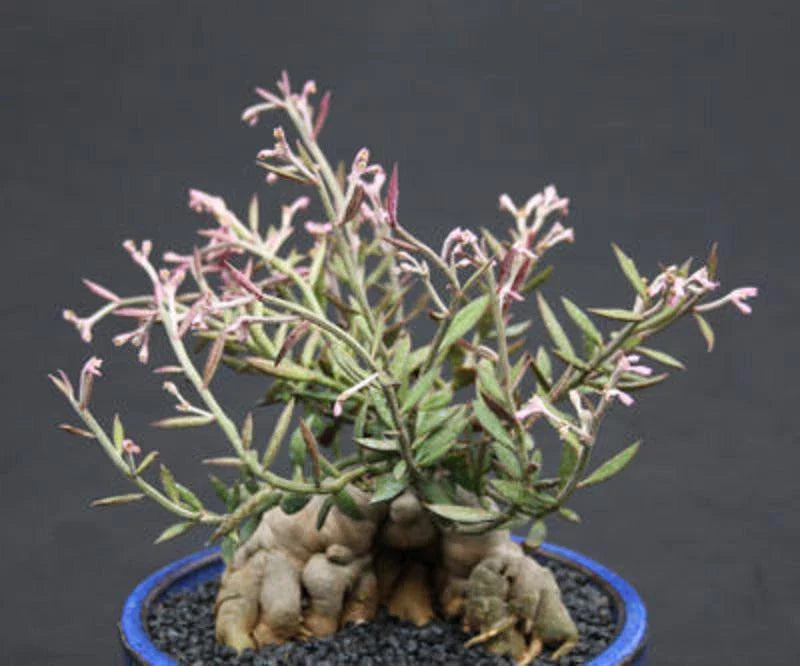 Monadenium rubellum Seeds - 5 Caudex Bonsai Cactus Seeds for Indoor Succulent Gardening