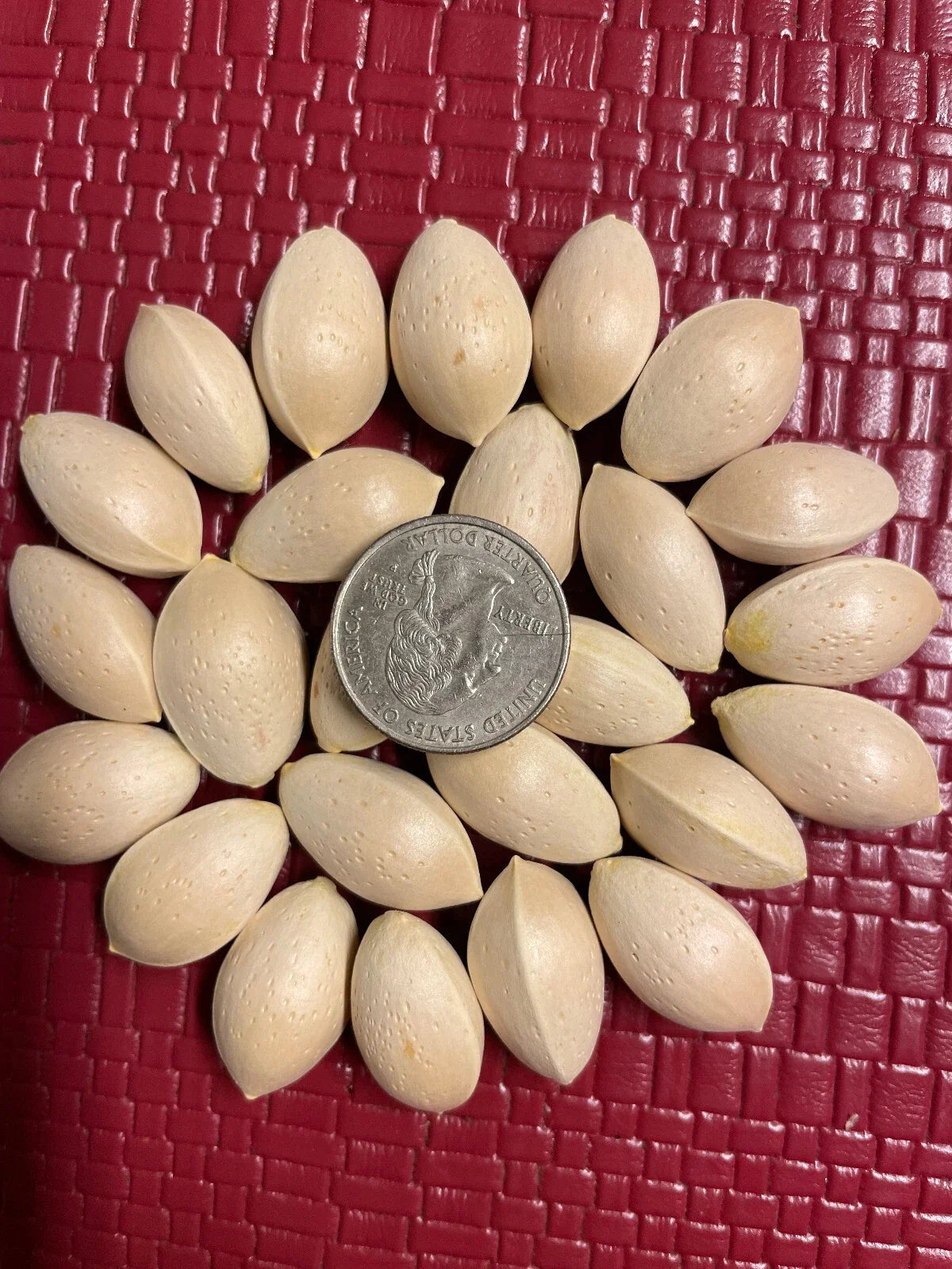 Ginkgo Biloba Seeds - 5 Pack, Maidenhair Tree, November 2024 Harvest, Urban-Friendly, Deciduous Tree, Ginkgo biloba
