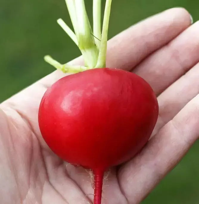 German Giant Radish Seeds - 100+ Heirloom Organic Non-GMO Radish Seeds
