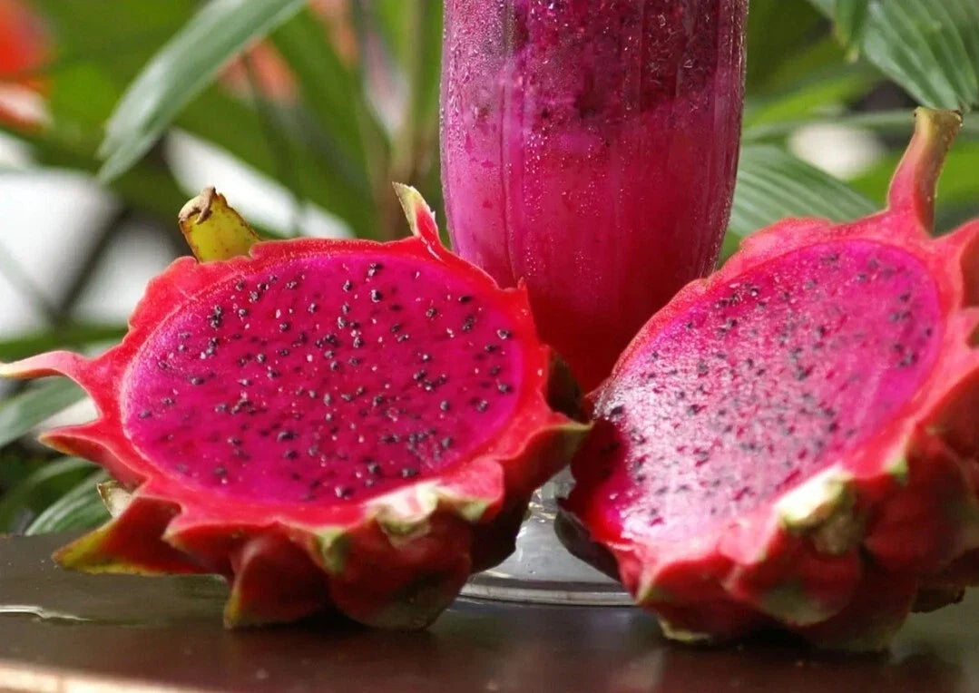 Red Dragon Fruit Seeds - 50 Pack, Pitahaya Hylocereus, Tropical Fruit Seeds for Home Garden, Bright Red Fruit, Free Shipping