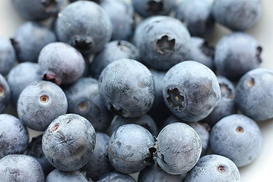 Southern Blueberry Seeds - Evergreen Shrub Pack - Vaccinium ashei - Heat Tolerant, Fruit-Bearing, Bushy Growth