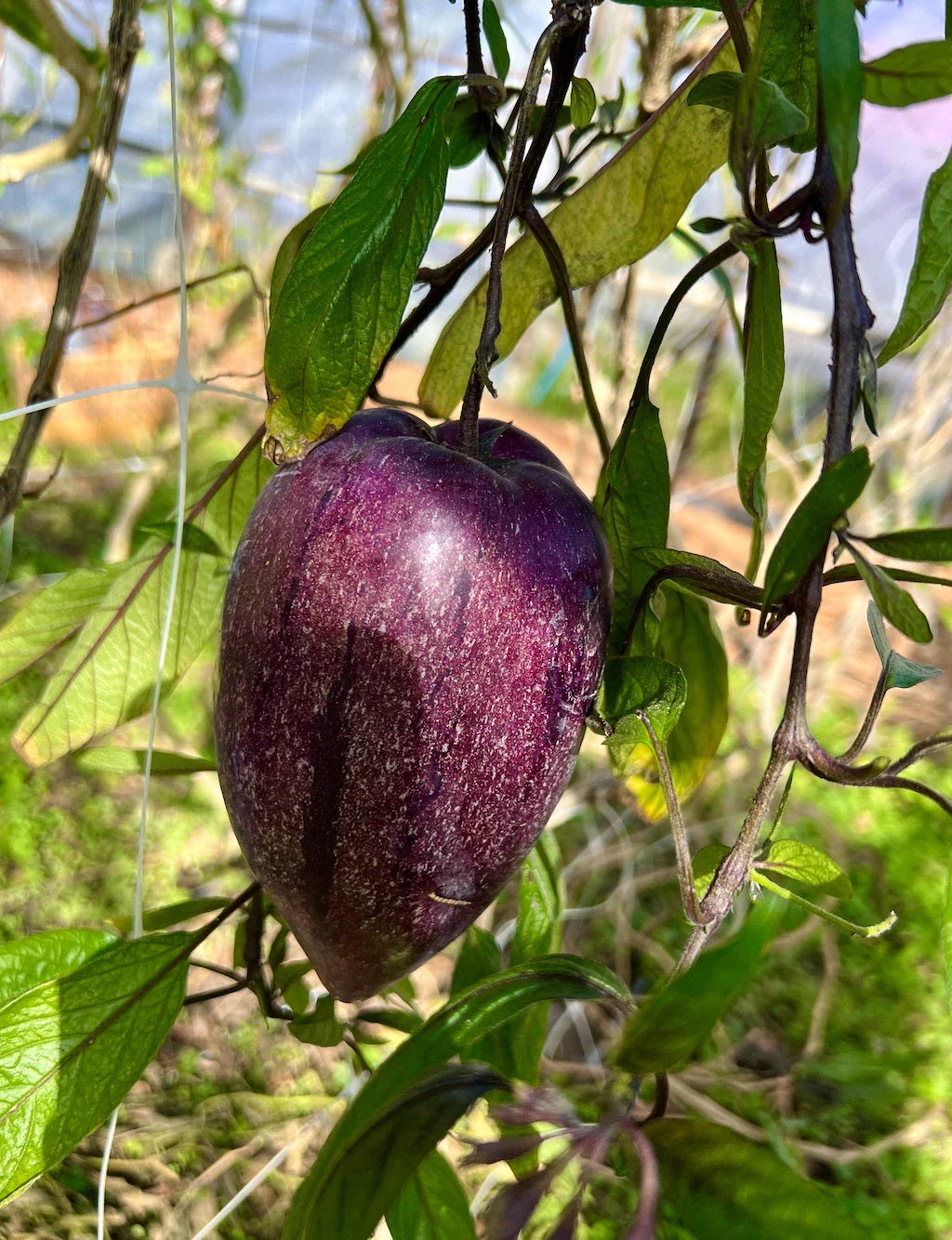 6 Fresh Deep Purple Pepino Melon Cuttings | Unrooted Solanum Muricatum Plants for Home Gardens