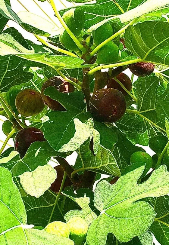 Hardy Chicago Fig Tree Cuttings Set of 3 | Ficus carica ‘Hardy Chicago’ | Cold Hardy Fruit Tree for Propagation & Garden