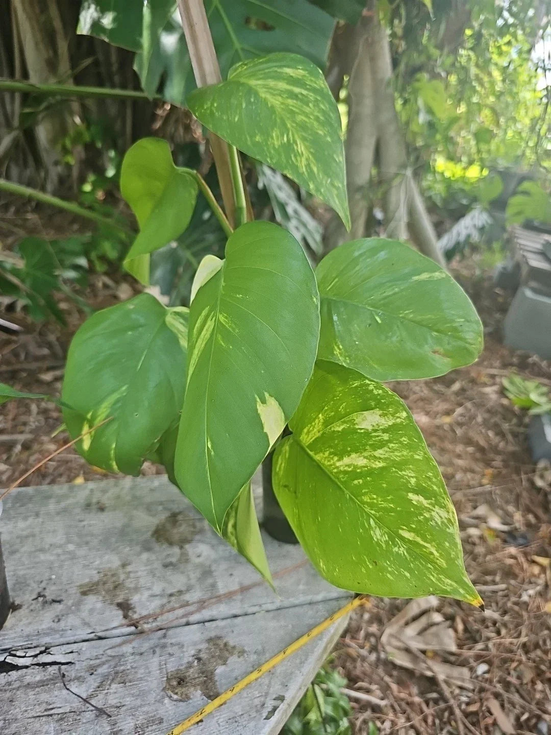 Giant Variegated Golden Pothos Plant 3.5" Pot 16" Climbing Hawaiian Style Epipremnum aureum