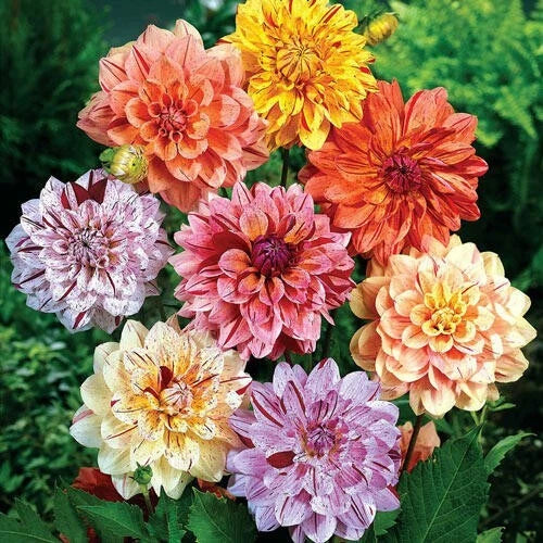 Dahlia Flower Seeds - 25 Rembrandt Variety - Perennial Blooms - Dahlia pinnata - USA Seller