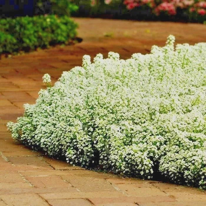 Dwarf Sweet Alyssum Seeds - Carpet of Snow, Drought & Heat Tolerant Groundcover - Lobularia maritima, Annual, 1501+ Seeds