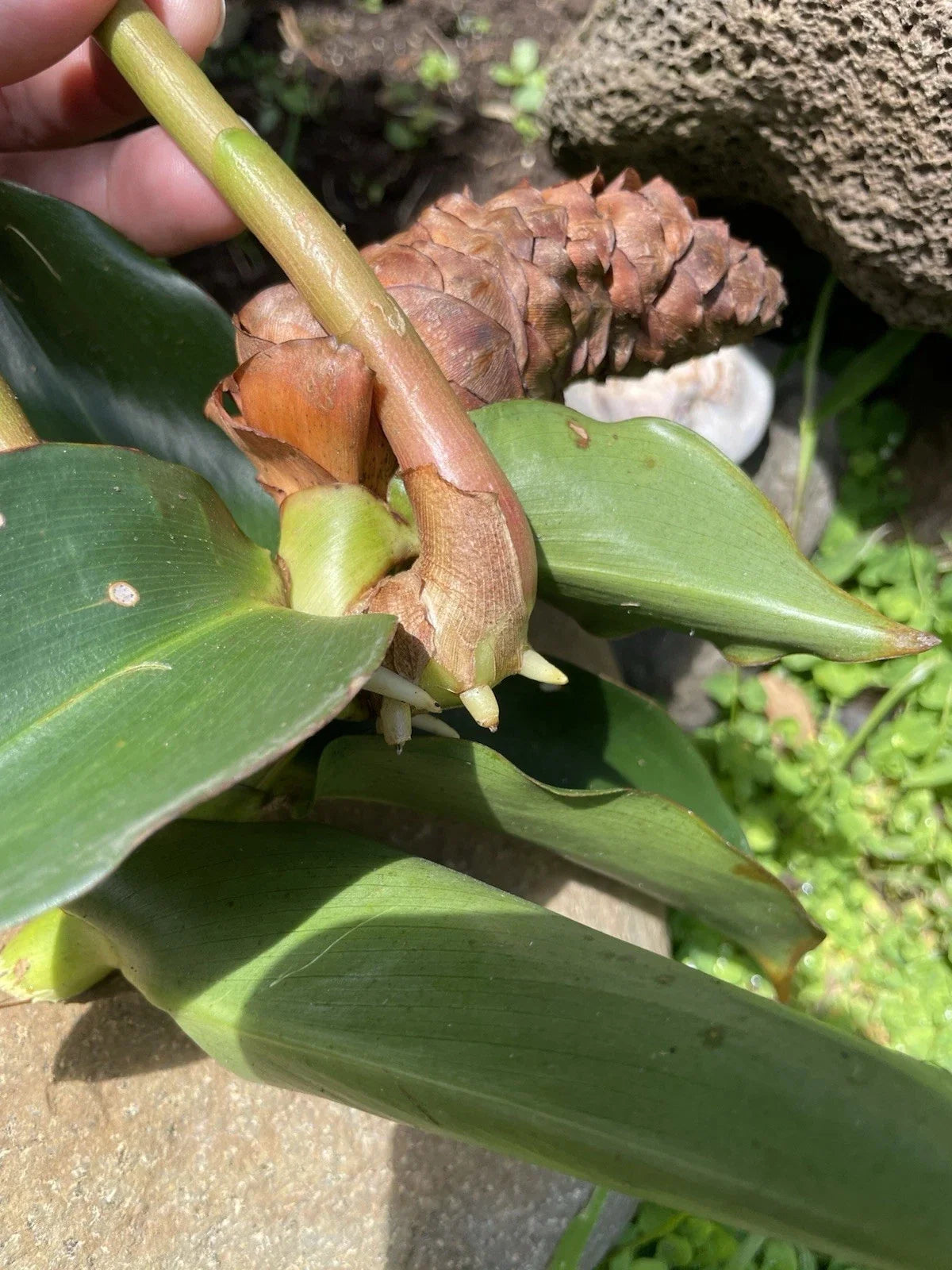 Costus Woodsonii Cuttings - 6 Organic Red Indian Head Ginger Plant Propagation - Hawaii Grown