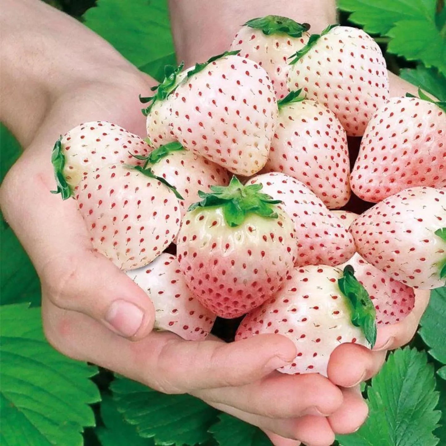Rare Milk Strawberry Seeds - 200 Non-GMO Fragaria vesca Perennial Herb for Garden & Container Planting
