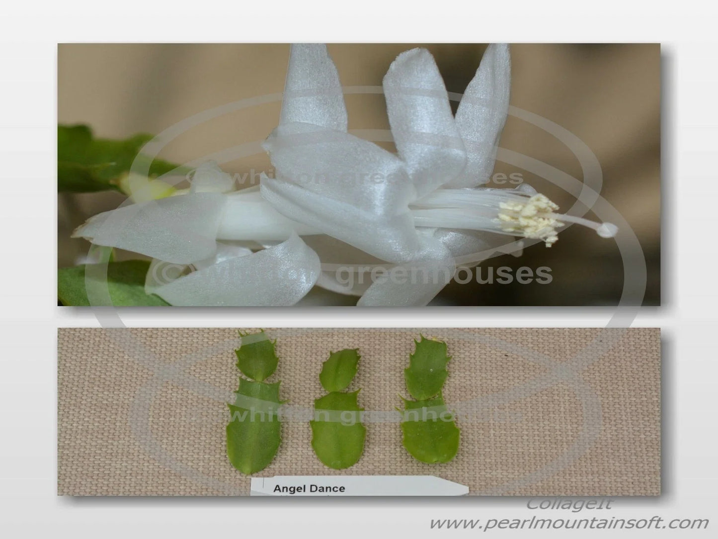 Thanksgiving/Christmas Cactus Cuttings - Schlumbergera "Angel Dance" - Healthy Indoor Plant Propagation Material