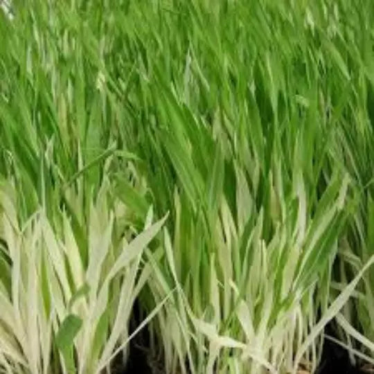 Organic Variegated Cat Grass Seeds - 30 Seeds of Hordeum Vulgare Variegata