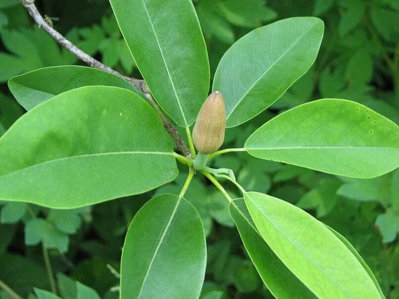 Sweetbay Magnolia Tree Seeds - 30 Count - Northern Variety - Magnolia virginiana - Deciduous, Fragrant White Flowers