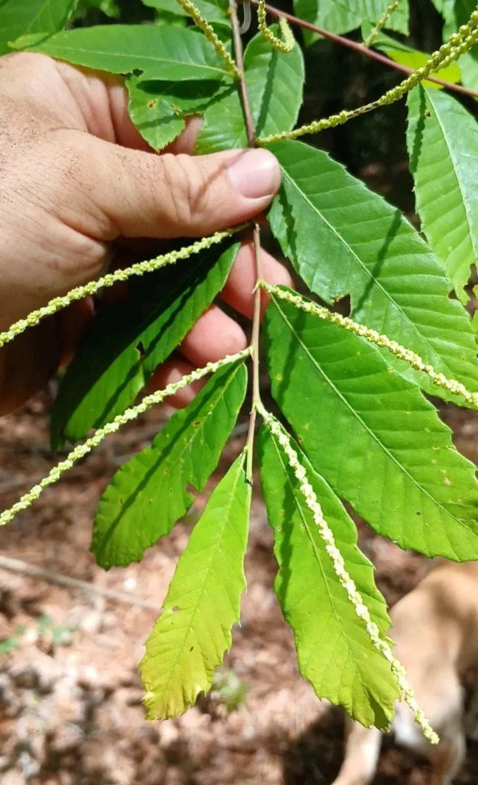 Dwarf Chestnut Cuttings 10 Pack - Rare Wild Chinquapin Castanea pumila Native Alabama Tree