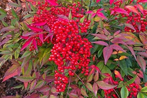 Heavenly Bamboo Seeds - 20 Pack for Hedge Nandina domestica Evergreen Shrubs Made in USA