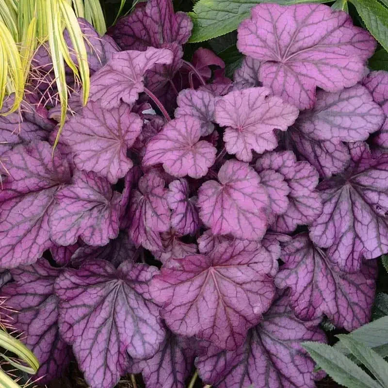 Heuchera Forever Purple Coral Bells 4" Pot - Vibrant Purple Foliage with Silver Overtones