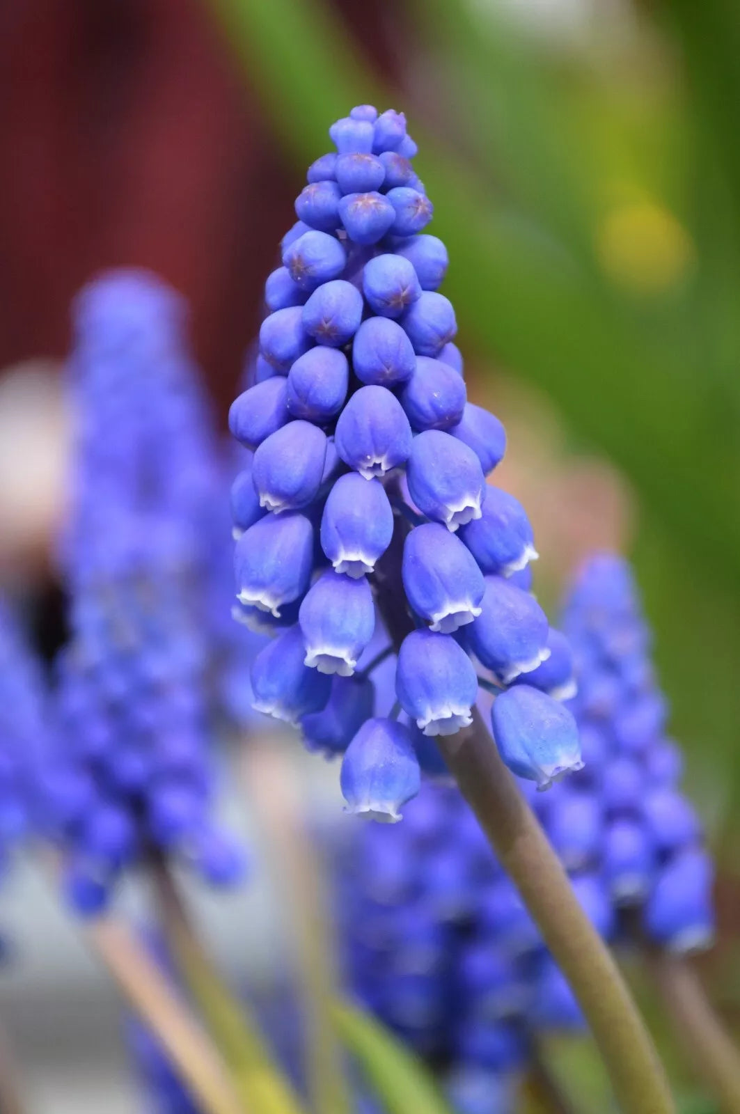 Grape Hyacinth Bulbs 10-Pack Blue Muscari Armeniacum Flower Plant, Winter Hardy, Easy to Grow, Garden Bulbs