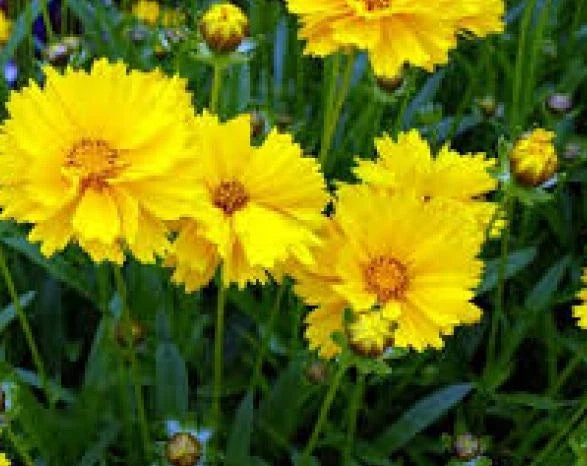 Coreopsis Grandiflora Seeds – 100 Fresh Texas Wildflower Seeds – Perennial Native Plant for Gardens & Meadows