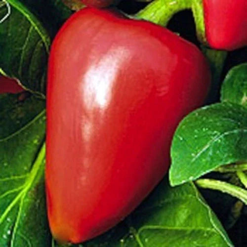 Pimento Sweet Pepper Seeds - NON-GMO Heirloom Capsicum annuum with Free Shipping