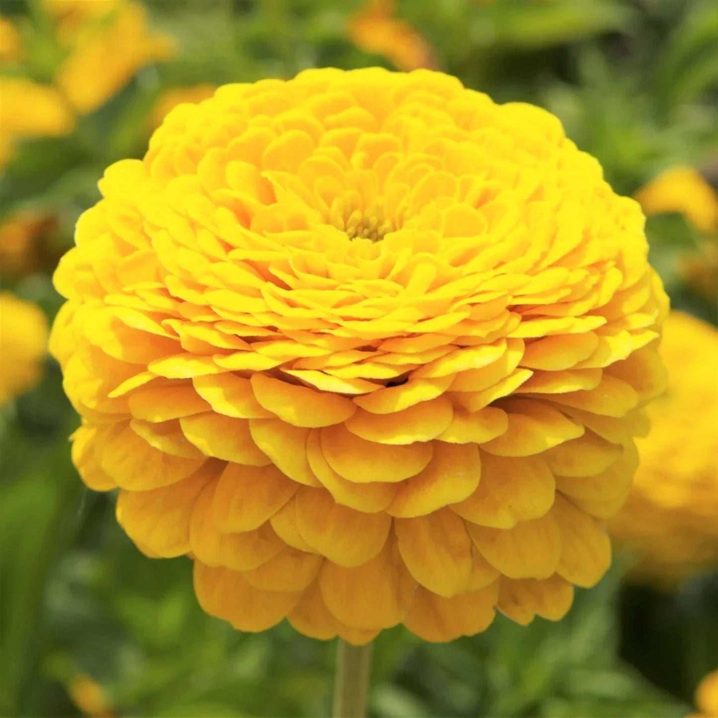 Zinnia Seeds Canary Bird Yellow Giant Flower | Butterfly Pollinator | 2025
