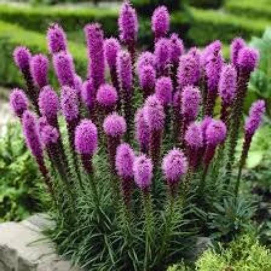 Gayfeather Seeds 50 Pack Liatris spicata Perennial Purple Flowering Plant for Pollinators