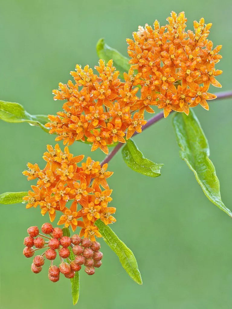 Butterfly Weed Seeds - 30 Seeds - Orange Perennial - Attract Hummingbirds & Butterflies - Asclepias tuberosa