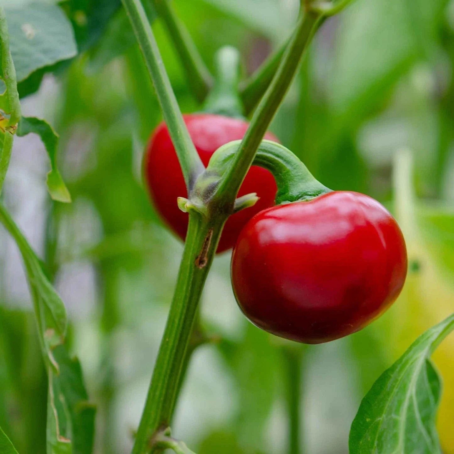 Cherry Pepper Live Plant – 2 Plants, Edible Hot Peppers, Capsicum annuum, Compact, Easy to Grow