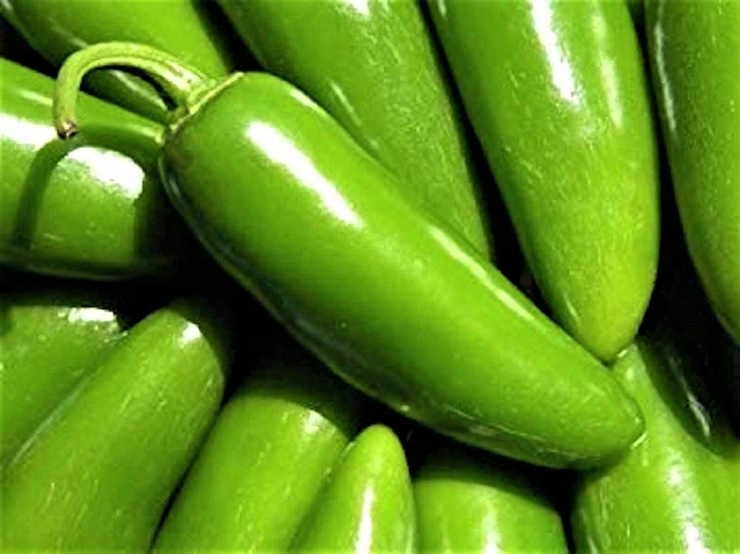 Hot Pepper Seeds Jalapeno Tam Non-GMO Capsicum annuum 50+ Seeds