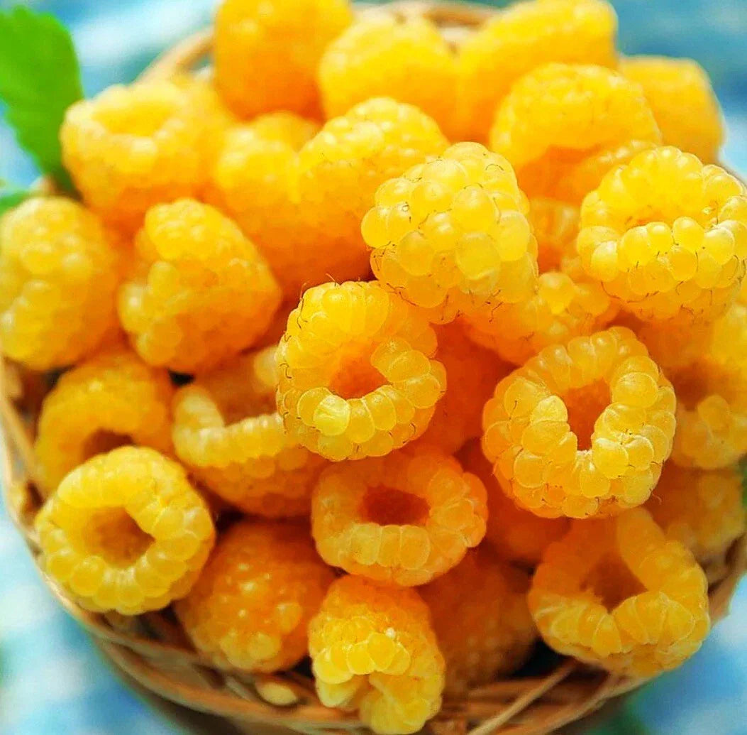 Fall Gold Raspberry Plants - 2 Live Yellow Raspberry Plants - Rubus idaeus 'Fall Gold'