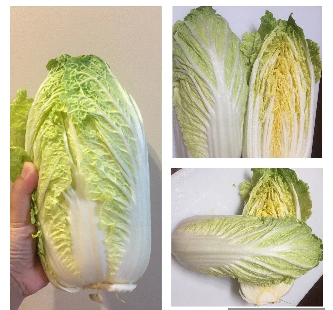 Napa Cabbage Seeds, Michihili Chinese Cabbage, Non-GMO Brassica rapa var. pekinensis, Vegetable Seeds, 500+ Seeds
