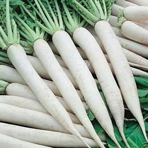White Icicle Radish Seeds | Non-GMO Heirloom Vegetable Seeds for Fast-Growing Raphanus sativus