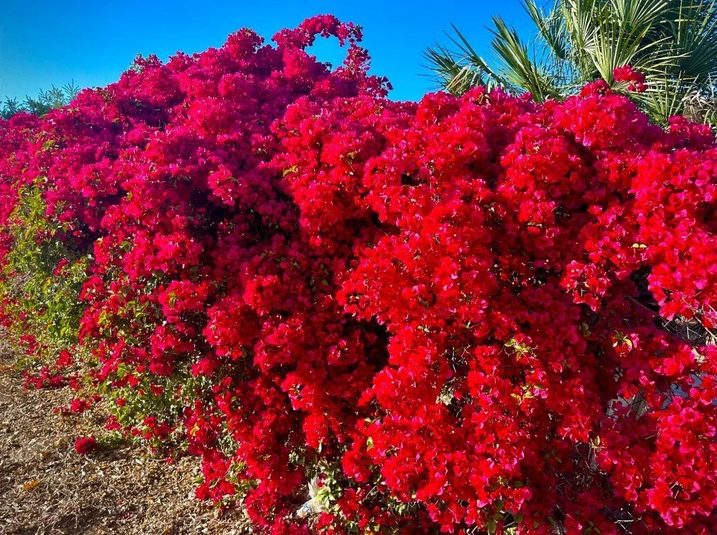 Bougainvillea Plant 4-Inch Pot White Bracts Drought-Tolerant San Diego Bougainvillea