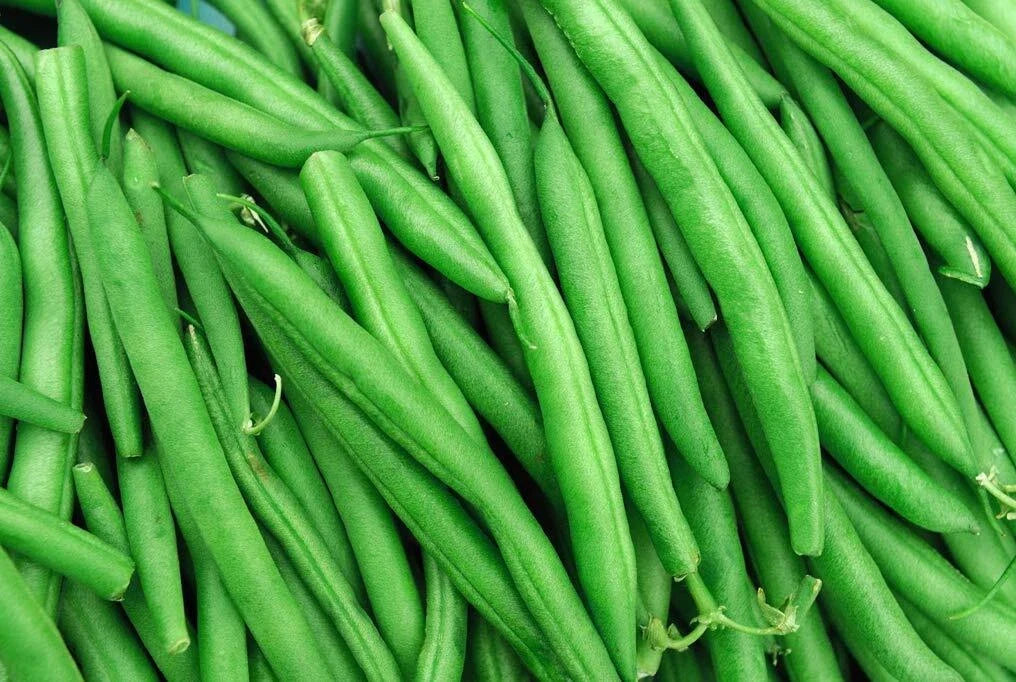 String Bean Seeds | Non-GMO Blue Lake Heirloom Bush Variety | Phaseolus vulgaris | Home Garden Gardening Supplies