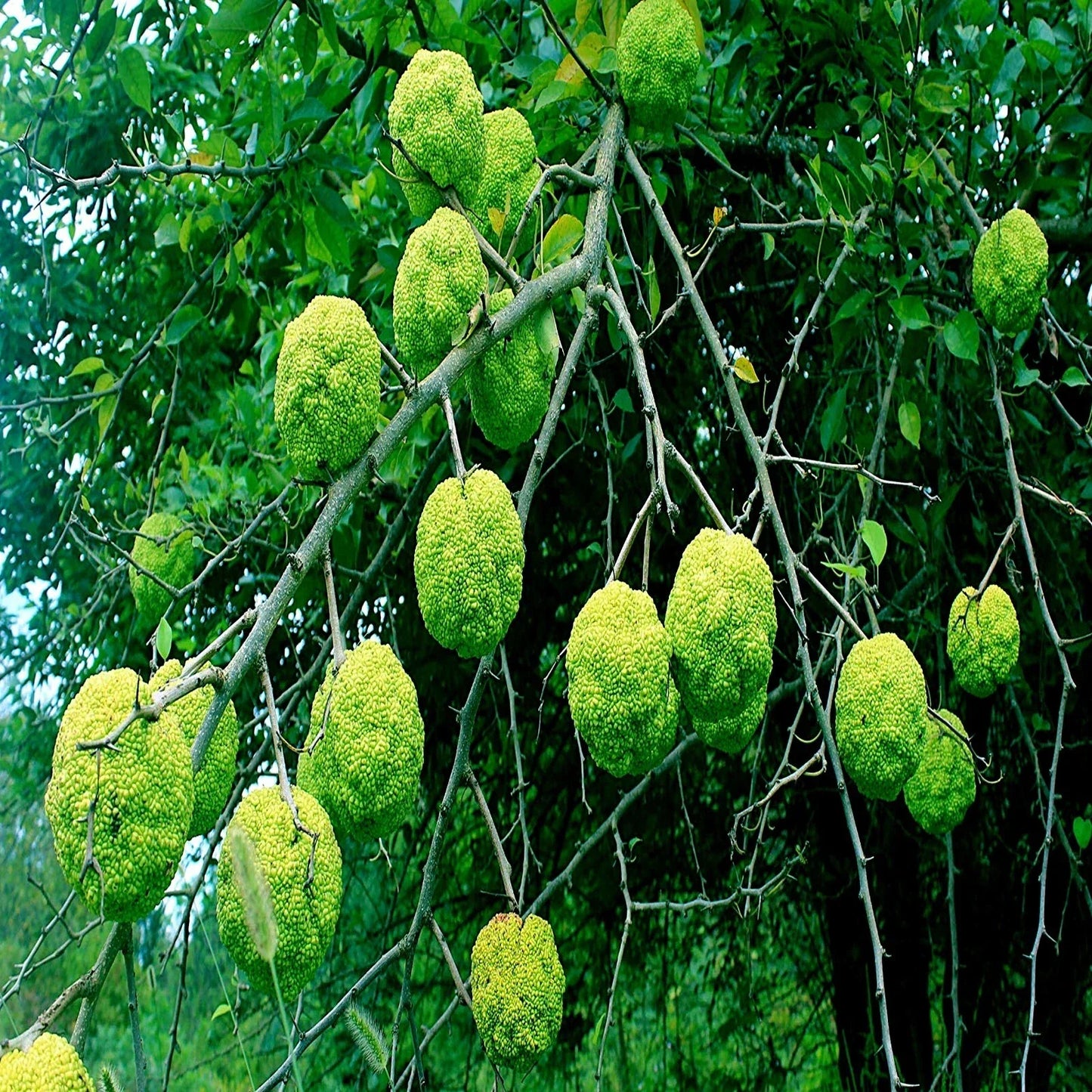 Osage Orange Tree Seeds - 20 Pack | Maclura Pomifera Hardy Hedge Apple