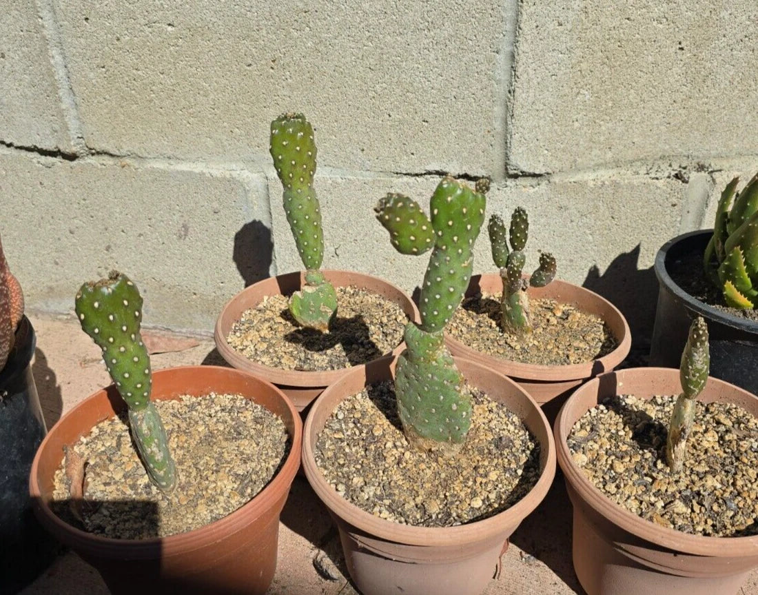 Opuntia Rubescens Roadkill Cactus - 6" Potted Tree Opuntia - Drought-Tolerant Succulent for Xeriscaping and Rock Gardens